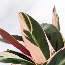 Image result for stromanthe