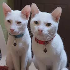 TANZA CAVITETAMBAYAN