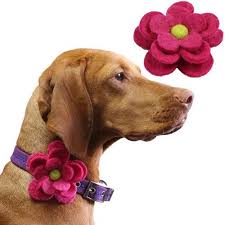 Pets Accesories Panosundaki Pin