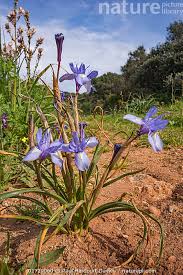 Image result for Moraea niassensis