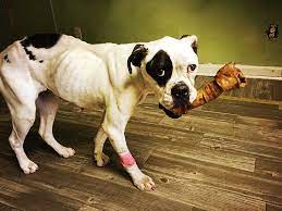 Our staff and volunteers not wearing masks have. Chain Of Hope Because Animals Have No Voice