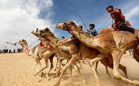 Rumble / unreal animals — you can found them in every corner in egypt. Child Jockeys Race Camels In Egypt Reuters Com