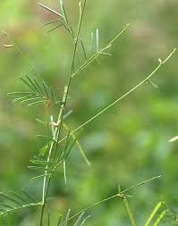Image result for Tephrosia linearis