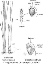 Image result for Eleocharis atropurpurea