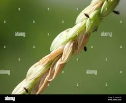 Image result for Paspalum vaginatum