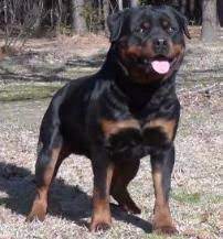Maybe you would like to learn more about one of these? German Rottweiler Puppies For Sale Rottweiler Breeders Rottweilers Rottweiler Puppies For Sale Rottweiler Puppies German Rottweiler Puppies