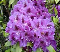R Blue Boy With Images Rhododendron Plant Plants Bloom
