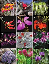 Image result for Microcharis angolensis