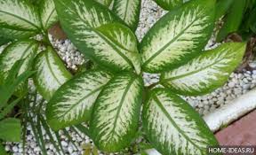 According to ~science~, indoor plants can help boost your mood, concentration, and creativity while also reducing your stress. Flowering And Non Flowering Houseplants Photos And Names Of Non Flowering Indoor Plants