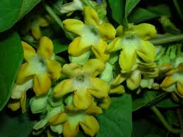 Image result for Telosma africana