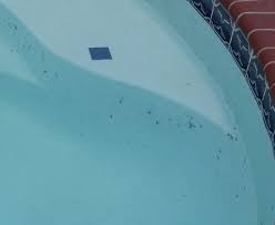 If youhave additional questions or problems, consult on pool maintenance at a lowes affiliate or call. How Do I Get Rid Of Black Algae In My Pool