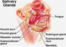 Parotid Gland Free Pdf Epub Medical Books Parotid Gland Salivary Gland Gland
