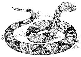 A propos de dessin de serpent. Coloriage Serpent Mocassin Coloriages Gratuits A Imprimer Dessin 15740