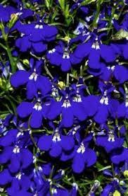 200 Blue White Half Moon Lobelia Erinus Flower Seeds Comb S H Flower Garden Plans Flower Seeds Beautiful Flowers