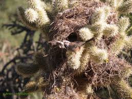 Cholla cactus are found in all of the hot deserts of the american southwest, with different species having adapted to different locale and elevation ranges. Cactus Wren Nest Building In A Jumping Cholla Cactus Tucson Arizona Arizona Bird Watcher