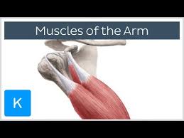 The triceps brachii and anconeus muscles on the back of your upper arm straighten your elbow. 120 Arm Muscles Anatomy Function Human Anatomy Kenhub Youtube Arm Muscle Anatomy Muscle Anatomy Skeletal Muscle Anatomy