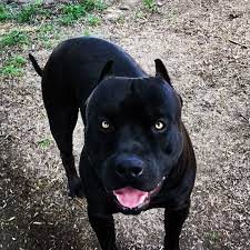 Gefallt 2 847 Mal 44 Kommentare Xxldesignerpitbulls Auf Instagram Xdp Prague Doglovers Dog Pitbull Puppies For Sale Pitbulls Pitbull Puppies