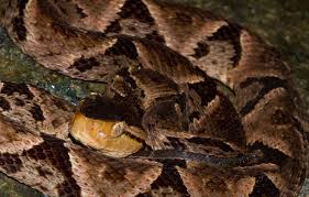 Image result for Bothrops asper
