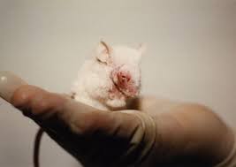 With today's modern technology, and advances in science. 5 Shocking Things You Didn T Know About Animal Testing Peta Asia