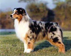 Chances R Australian Shepherds Our Dogs Australian Shepherd Aussie Dogs American Shepherd