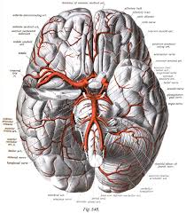 The anterior cerebral artery (aca) supplies the medial portion of the frontal and parietal lobes and anterior portions of basal ganglia and anterior internal capsule. Anterior Cerebral Artery Wikiwand