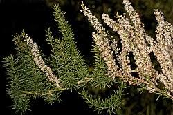 Image result for Asparagus flavicaulis