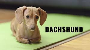 Find the dachshunds for sale near you. Dachshund Temperament And Dog Breed Information Petmoo