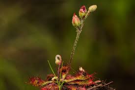 Image result for Drosera burkeana