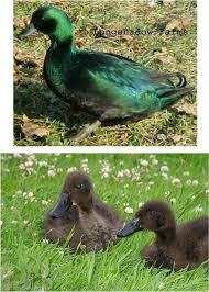Info About Duck Breeds And More My Golden Buffies