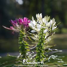 Image result for Cleome oxyphylla