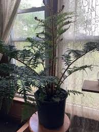 Image result for Cyathea cf. humilis