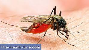 Malaria has been recognised as a human disease for thousands of years. Malaria Curs Tratament È™i Prevenire È™tiinÈ›ifico Practic Medical Journal 2021