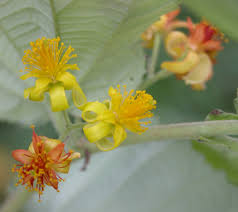 Image result for Grewia schinzii