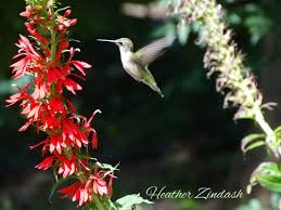 Petunias are among the popular hummingbird flowers in the world. How To Attract Hummingbirds To Your Yard Home Garden And Homestead