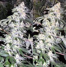 Thc ist in jedem teil der pflanze vorhanden. Der Richtige Erntezeitpunkt Fur Outdoor Und Indoorpflanzen Grow Magazin
