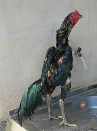 Thai X Ganoi Galos Indios Galo Raca