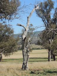 Image result for Eucalyptus sp.