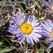 Image result for Aeschynomene mossoensis