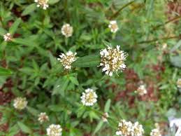 Image result for Spermacoce verticillata