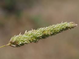 Image result for Phalaris