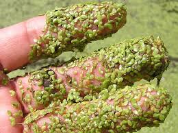 Most aquaculturists love duckweed for its natural beauty and value it as a highly nutritious food source for goldfish, bettas, koi and others. It S Hot It S Summer So Should I Treat My Duckweed Problem