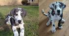 Ohio Great Dane Rescue: Harlequin Haven Great Dane Rescue