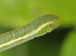 Image result for Trichopteryx