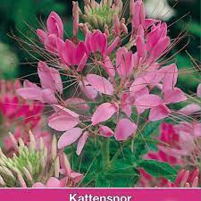 Previously, it had been placed in the family capparaceae, until dna studies found the cleomaceae genera to be more closely related to the brassicaceae than the capparaceae. Cleome Hassleriana Cherry Queen Zaden