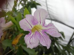 Image result for Bignonia callistegioides