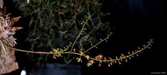 Image result for Graphorkis lurida