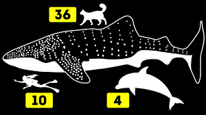 Biggest thing in the world. 30 Largest Things In The World Comparison Youtube