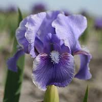 iris pumila