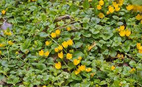 Die Besten Sumpfpflanzen Fur Den Gartenteich Sumpfpflanzen Pfennigkraut Pflanzen