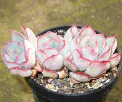Echeveria Cv Lotus Rare Succulent Plant Ariocarpus Aztekium Crassula Xsp44 Succulents Plants Succulentsplants Planting Succulents Succulents Rare Succulents